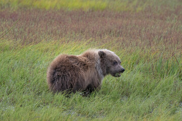 Brown Bear Cub on Windy Field © Betty Sederquist