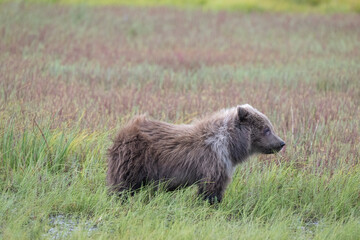 Brown Bear Cub on Windy Field © Betty Sederquist
