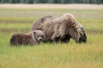 Brown Bear Cub on Windy Field © Betty Sederquist