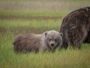 Brown Bear Cub on Windy Field © Betty Sederquist