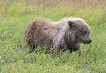 Brown Bear Cub on Windy Field © Betty Sederquist