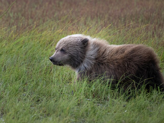 Brown Bear Cub on Windy Field © Betty Sederquist