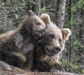 Brown Bear Cubs Snuggling © Betty Sederquist