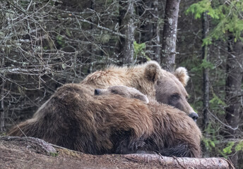 Snuggling Brown Bear Cubs © Betty Sederquist