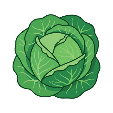 Fresh green cabbage head illustration isolated on white background for food design concepts