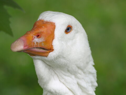 White Goose Headshot