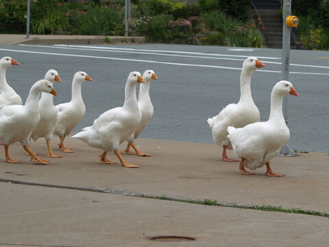 White Geese Walking in Nova Scotia