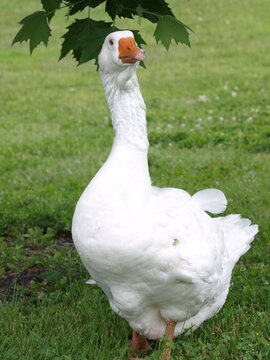 White Goose Standing