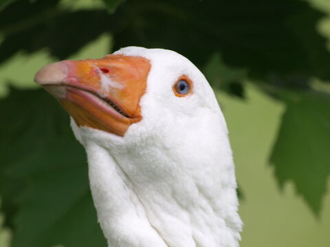 White Goose Headshot- looking up