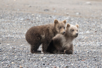 Huddling Bear Cubs © Betty Sederquist