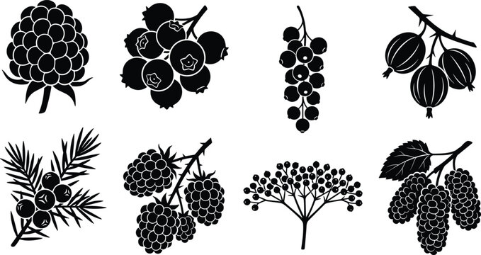 Vector collection of forest berry silhouette icons featuring blueberry blackberry currant gooseberry juniper elderberry and mulberry branches