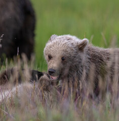 Brown Bear Cub © Betty Sederquist