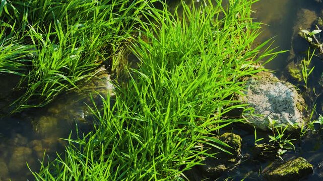 Creen grass in the creak