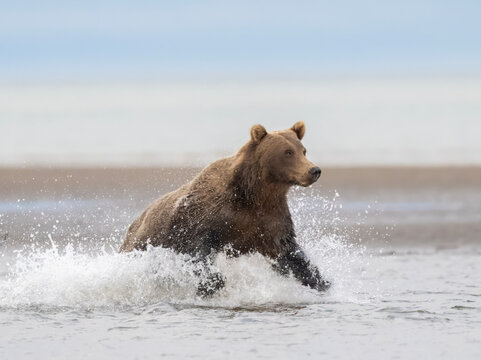 Brown Bear Running on Beach