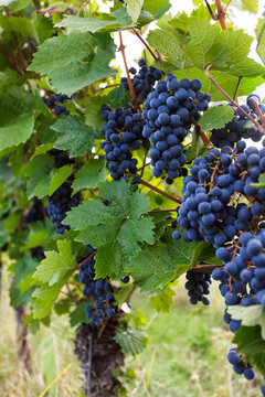 Grapes hanging on grapevine in vineyard ready for autumn harvest and wine making