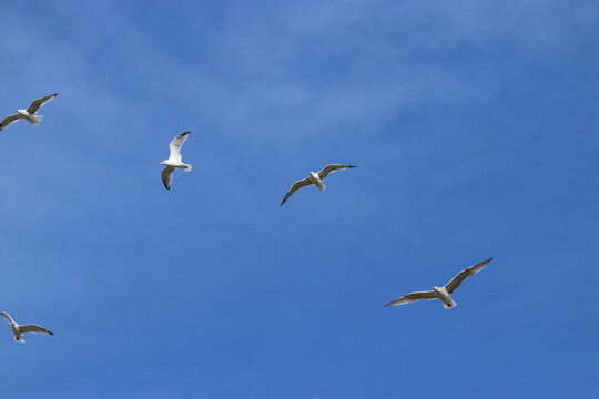 beautiful white seagulls are flying in a deep blue sky closeup at a sunny day in the countryside