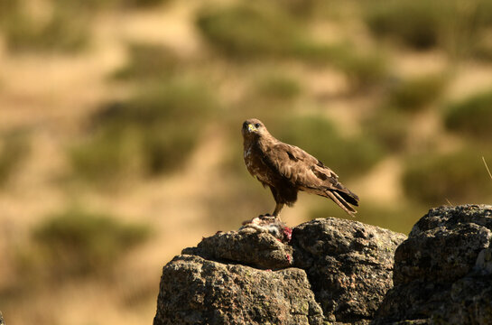 aguila ratonero