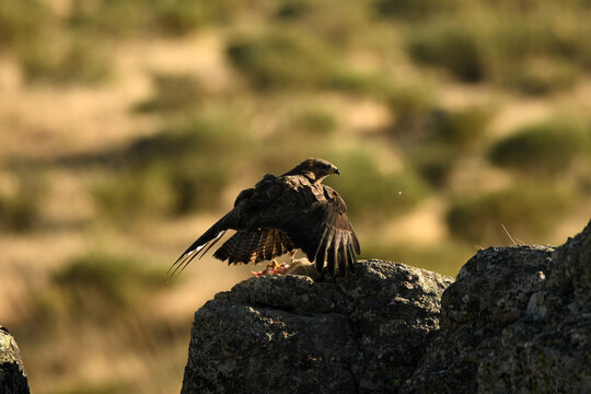 aguila ratonero