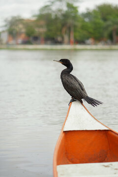 Bigu&aacute;  posado en la proa de una canoa naranja en un lago. Neotropic cormorant perched on the bow of an orange canoe in a lake