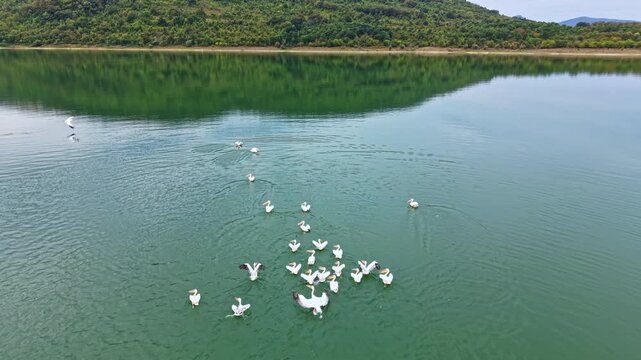 A group of swans swim in a calm lake with green hills in the background. The water reflects the trees and sky. It is daytime, and the scenery looks clear and bright.