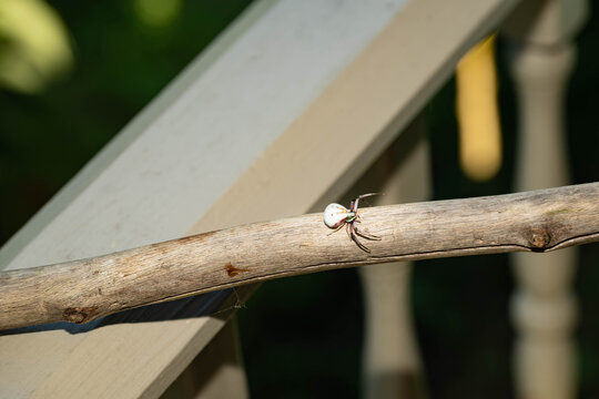 Female, White-banded crab spider (Misumenoides formosipes), with a bulbous body, crawling on a stick.