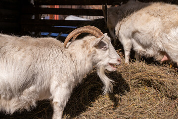 White goat eating hay in a wooden farm barn. Domestic animal living in agriculture shed. Livestock farming and herd management, countryside food production and small goat breed. © Анастасия Бурлакова