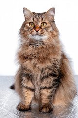 Fluffy siberian tabby cat sitting on white studio background © Lena