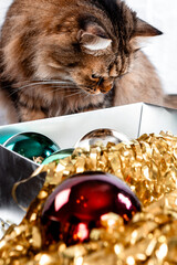 Fluffy cat looking into box with golden christmas baubles © Lena