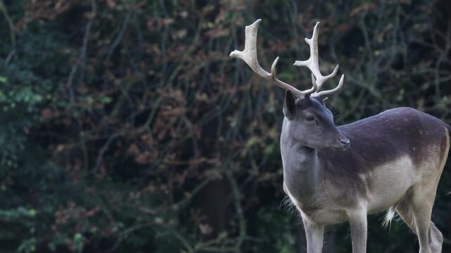 stag with full antlers during rutting season at phoenix park in Dublin, Ireland