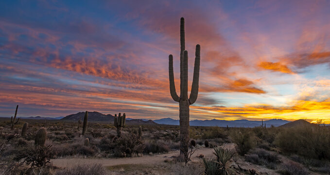 Stunning Arizona Sunrise Landscape With Saguaro Cactus Next To Hiking Trail