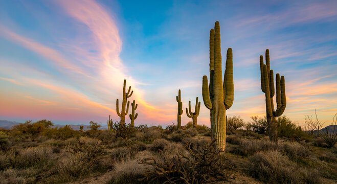 Extra Wide Sonoran Desert Sunrise Landscape Scottsdale AZ