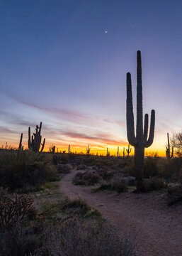 Vertical View Saguaro Cactus Along Hiking &  Mountain Biking Trail Early Morning.