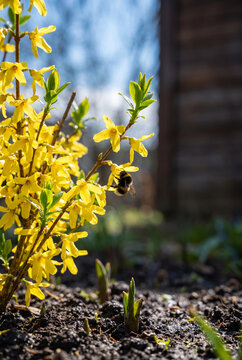 Bright yellow forsythia bush blooming in a sunny garden  