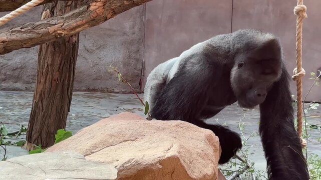 Gorillas in Prague Zoo Enclosure