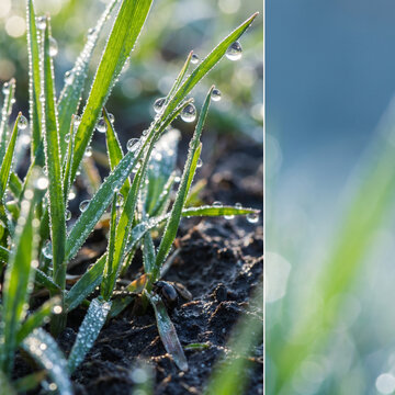 Green grass with dew drops glistening in morning sunlight  