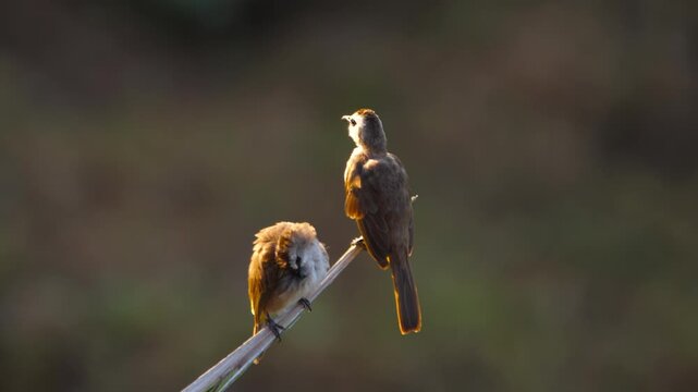 Two yellow-vented bulbul birds perching on a thin twig and preening feathers in warm golden hour backlight, close-up.