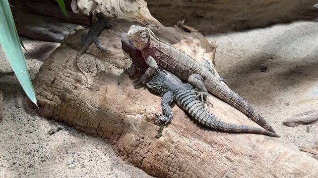 Two Cuban Iguanas Resting in Zoo Enclosure