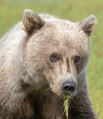 Brown Bear Cub Closeup © Betty Sederquist
