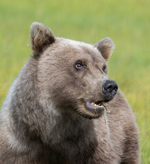 Brown Bear Cub Closeup © Betty Sederquist
