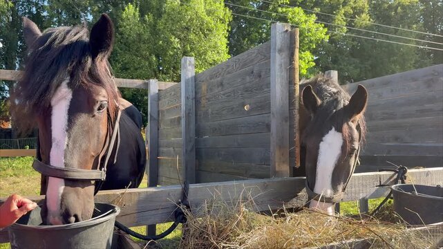 Horses standing in wooden enclosure paddock on rural farm during sunny weather.