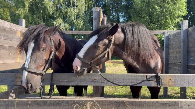 Two horses nuzzling and standing together near wooden paddock fence outdoors.