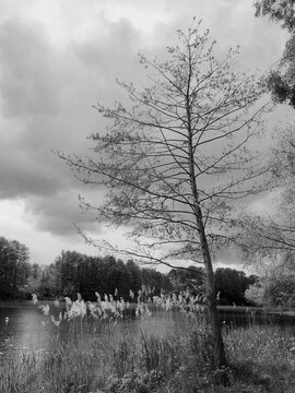 Black and white scenic landscape of a lonely tree growing next to a lake with reeds under a dramatic cloudy sky