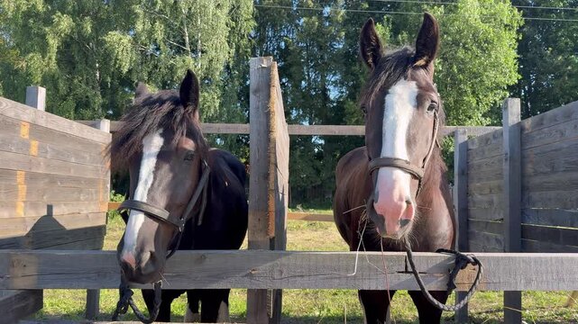 Two horses looking towards camera behind wooden paddock fence on farm.