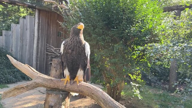 Two White-Tailed Sea Eagles Resting Together in Prague Zoo