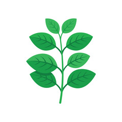 Obraz premium Branch with green leaves on white background, plant nature illustration, healthy botanical element