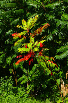 Essigbaum im Herbst