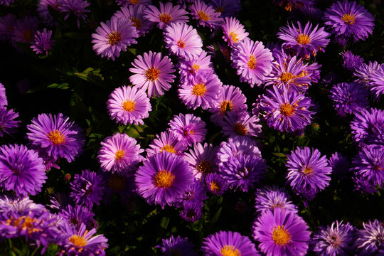 Herbstastern