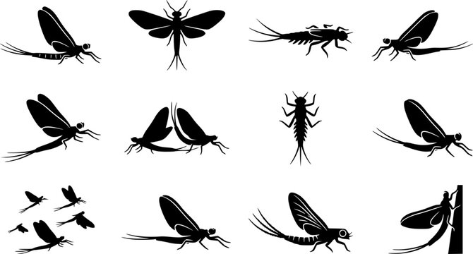 Mayfly Insects black and white vector