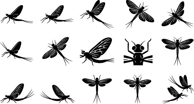 Mayfly Insects black and white vector