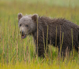 Brown Bear Cub in Grass © Betty Sederquist